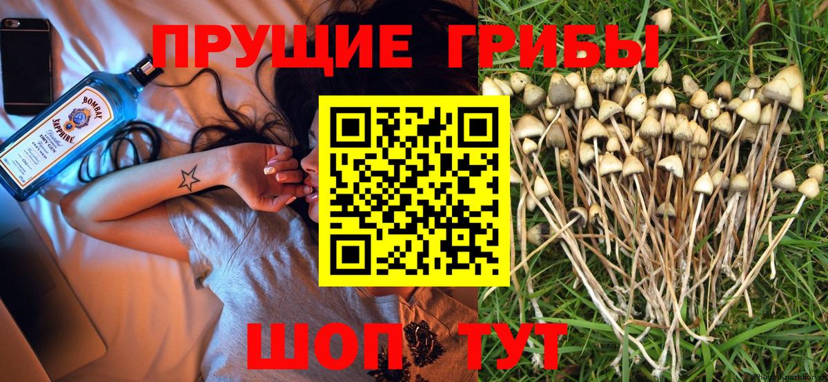 Псилоцибиновые грибы Cubensis Белая Калитва